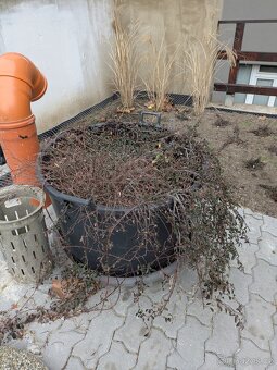 Velké květníky průměr 80cm + misky + zemina a rostliny - 9