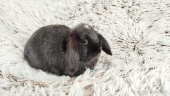 Zakrslý beránek, králíček, králík - ELLA - 9