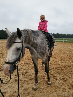 Milionový valach ČT - 9