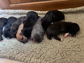 Americký stafordsirsky terier, Stafford, amstaf - 9