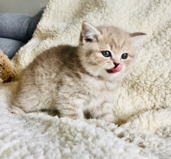 Britský kocourek ke krytí - 9