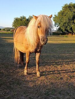 Shetland pony - 9