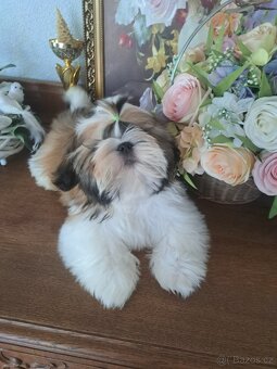 Shih-tzu s PP / shi-tzu / shi tzu - 9
