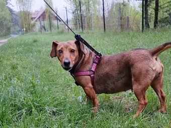 STELINKA K ADOPCI - umazlená jezevčí holčička - 9