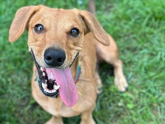 KUKY K ADOPCI - VESELÝ, HRAVÝ, ČEKÁ NA MILUJÍCÍ RODINU - 9