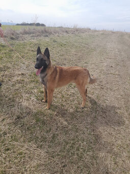 Prodám štěně BO Malinois s PP - 9