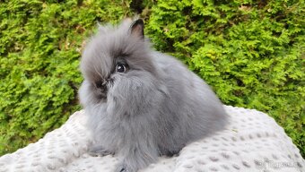 Zakrslý králík, králíček -(TEDDY)-OLAF A OLINA - 9