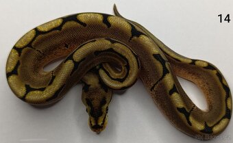 Krajta královská / Python regius - 9