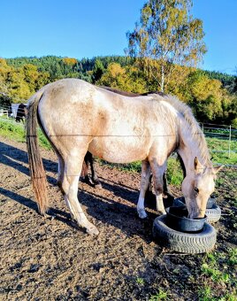 Klisna APH / APPA (rezervace do 23.11.) - 9