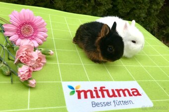 Mláďata zakrslých králíčků z chovu mistra Evropy - 9