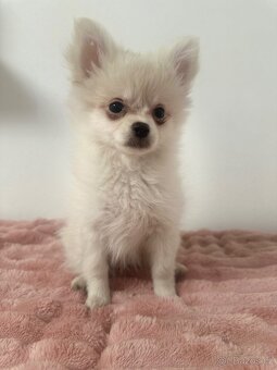 Štěňátka Pomeranian - 9