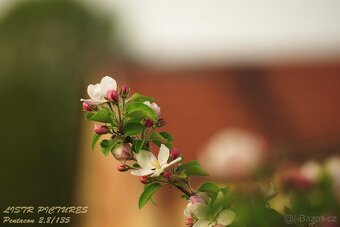 Pentacon auto 135mm F2.8 - M42 závit - 9