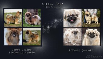 Tibetský španěl - štěňátka s PP - 9