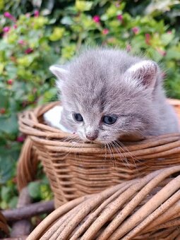 Britská koťata - 9