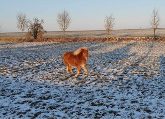 Připouštění hřebcem Shetland pony - 9