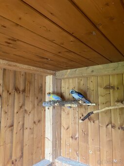 Rosela penant samice rok 2025 - 9