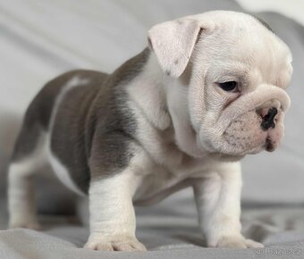 Anglicky Bulldog - 9