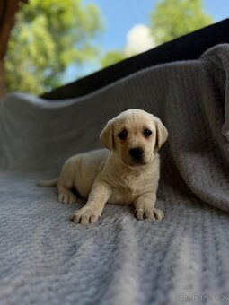 Labrador, štěňátka - 9