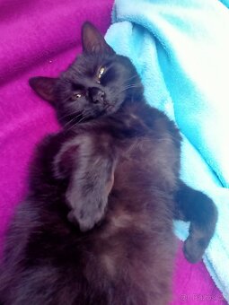 Hledá se domov pro 2 černá koťata - 9