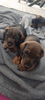 Jezevčík drsnosrstý - 9