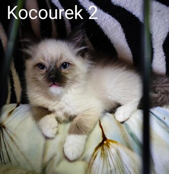 Ragdoll koťátka bez PP - 9