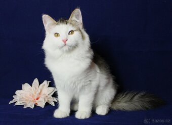 Sibiřská kočka - 9