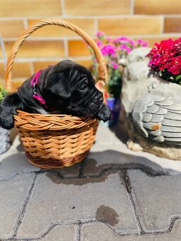 Cane Corso - 9