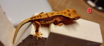 Pagekon řasnatý - 9