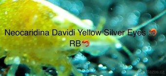 TOP AKVA KREVETKY PREMIUM Caridina a Neocaridina - Odchovy - 9