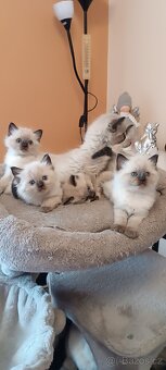Ragdoll kotatka - 9