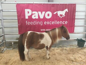 Prodám tříletou klisnu minihorse - 9