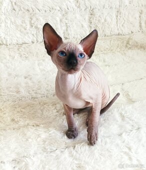 Kanadský sphynx - 9