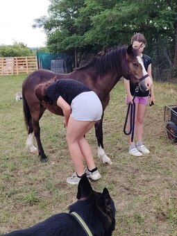 Prodám Welsh padr bret - 9