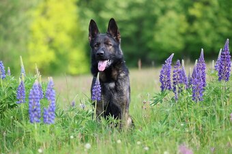 Německý ovčák - štěňatas PP - 9