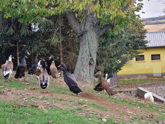 Indický běžec - 9