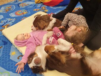 MINIATURNÍ AMERICKÝ OVČÁK - 9