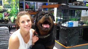 Rotvajler, rottweiler, RTW s PP - 9