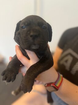 Štěně cane corso - 9