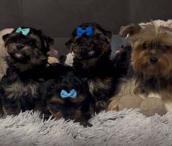 Jorkšírský teriér - 9