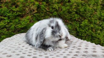 Zakrslý beránek, králíček, králík - MARIUS - 9