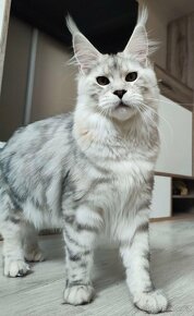 Maine Coon s PP kocour Mainská mývalí kočka - 9