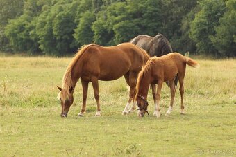 Hříbě sportovní pony - 9