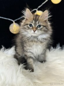 Sibiřská kočka s PP - kočička Agatha - 9