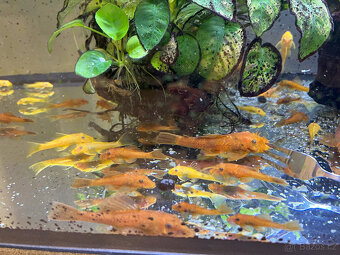 Ancistrus sp. super red - 9