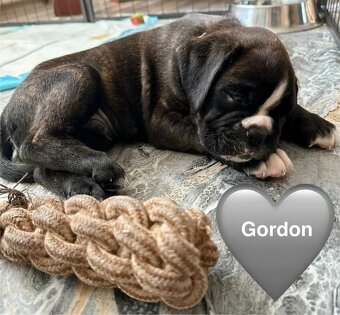 Štěňata německého boxera - 9