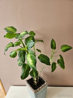 Difenbachie compacta - 9