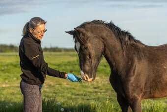 Welsh Cob valach - 3 roky - 9