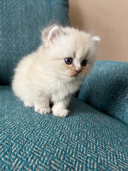 Perská činčila koťátka - 9