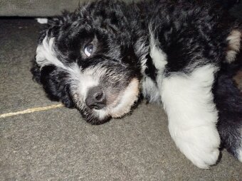 3 štěňata na prodej - 9