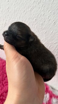 Štěňátka Pomeranian s PP FCI - 9